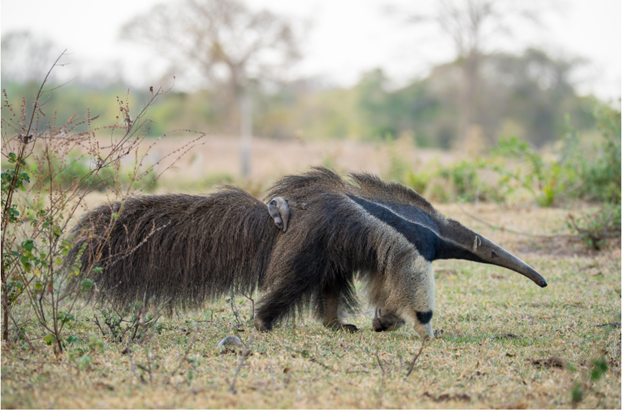 tamandua caminhando com seu filhote nas costas