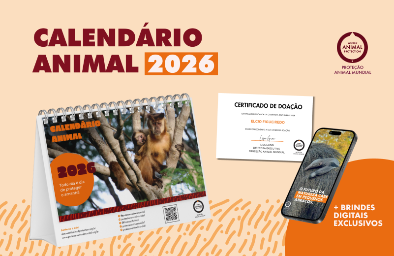 imagem com fundo laranja sobreposta de colagens de um calendario, um certificado e um celular