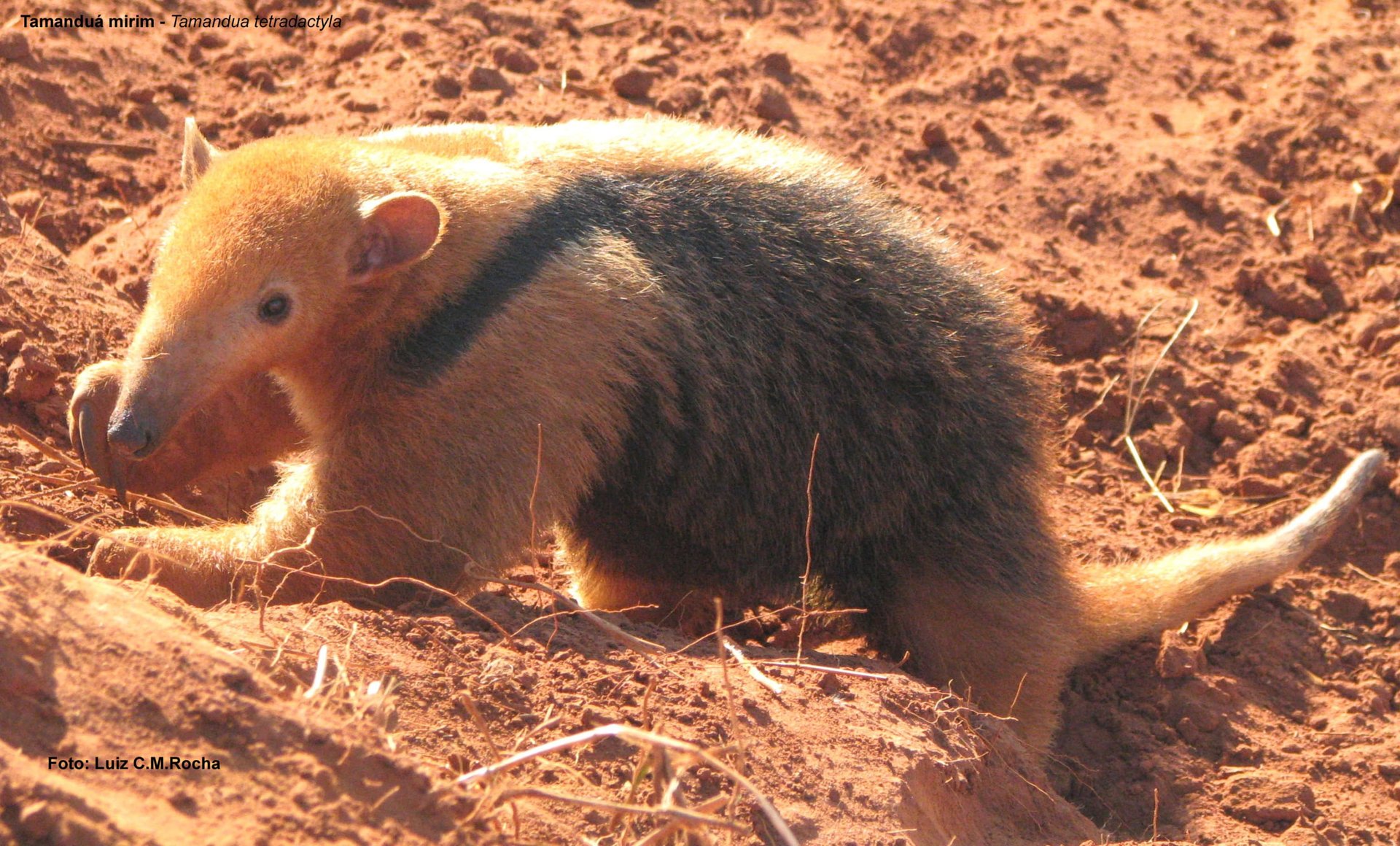 Tamanduá-mirim caminhando em ambiente terroso
