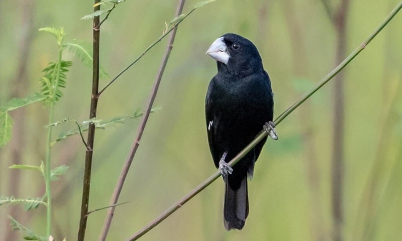Estima se que apenas de 100 a 250 indivíduos adultos permaneçam livres, enquanto mais de 204 mil foram registrados em cativeiro.
