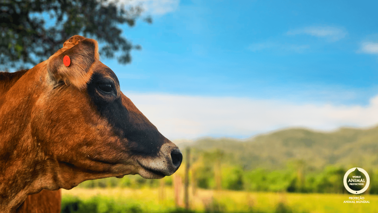 Bicho Livre Terra Viva