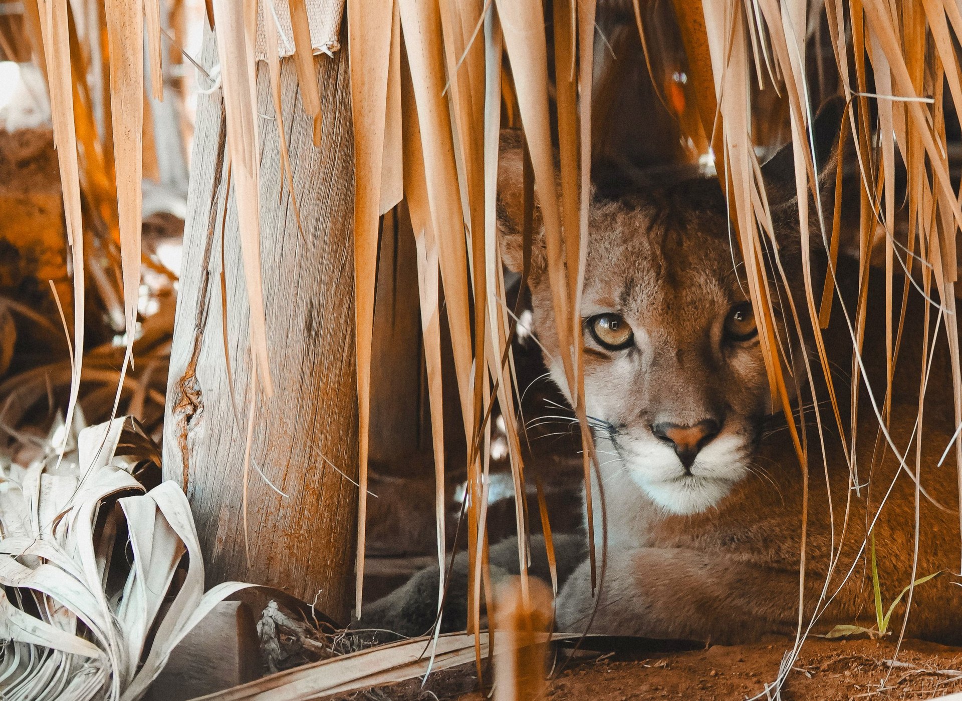 Onça órfã resgatada