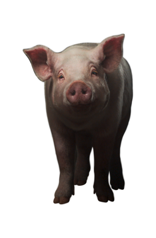 thoughtful pig