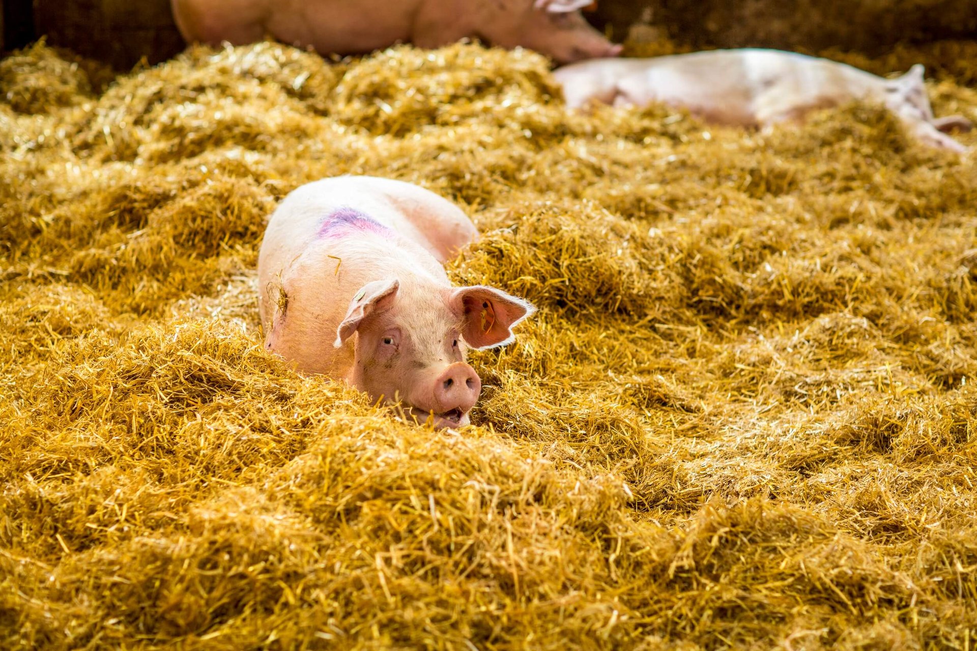 Pig in Hay