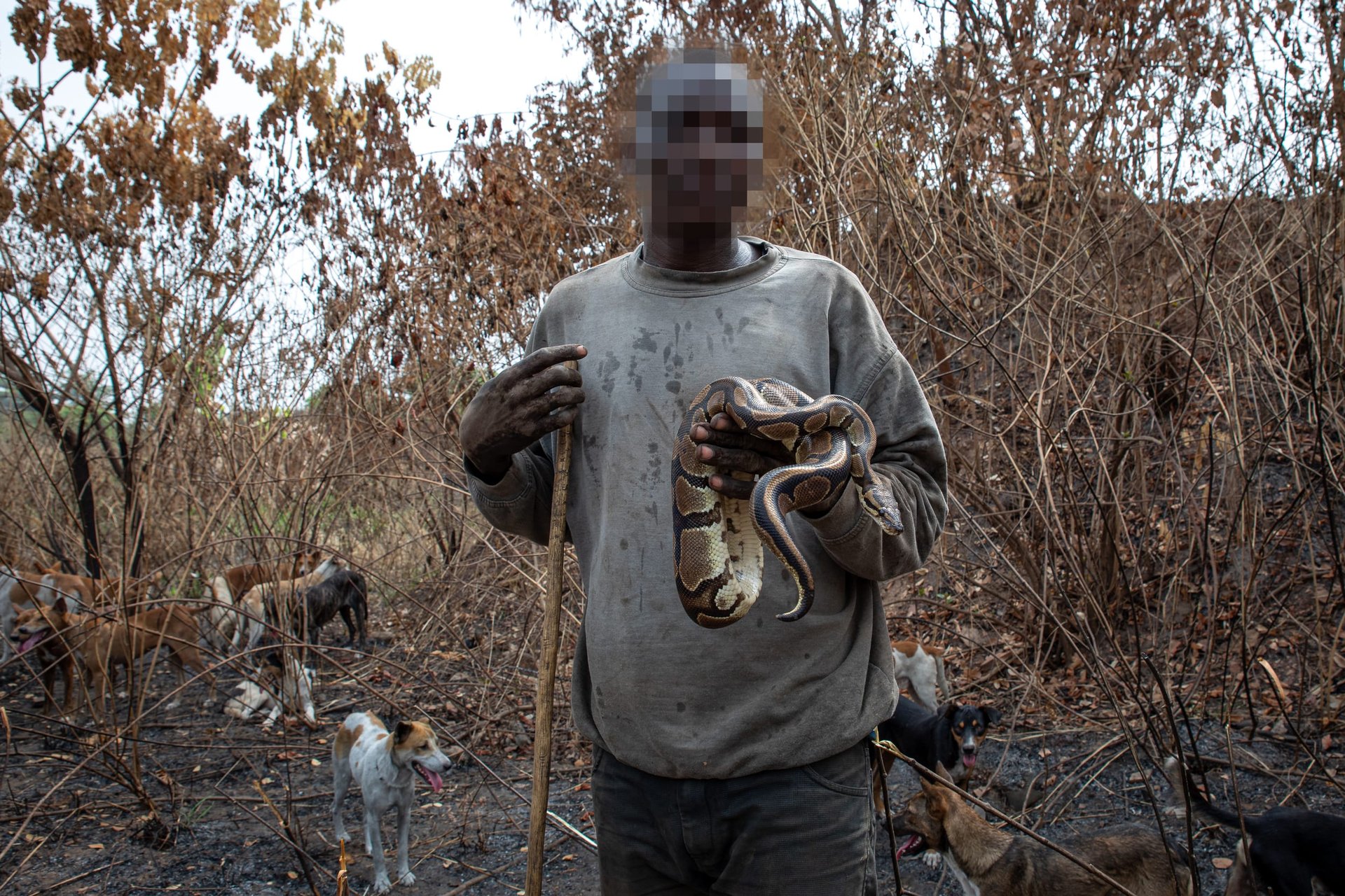 Ball python being captured