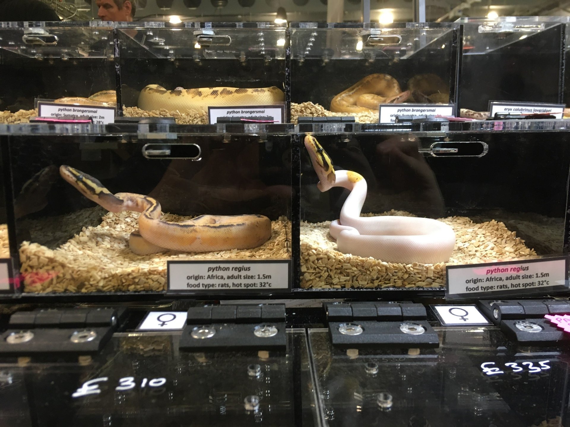 Ball pythons in boxes