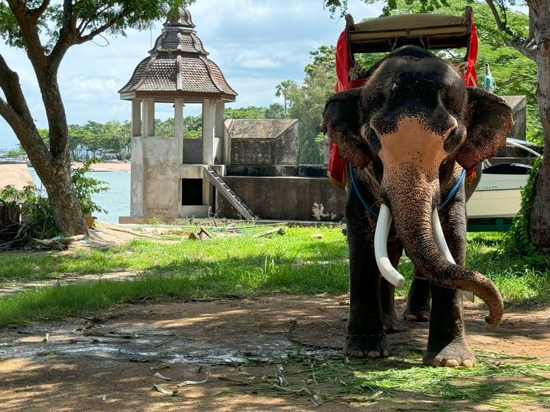 Elefante - Tailândia - Turismo