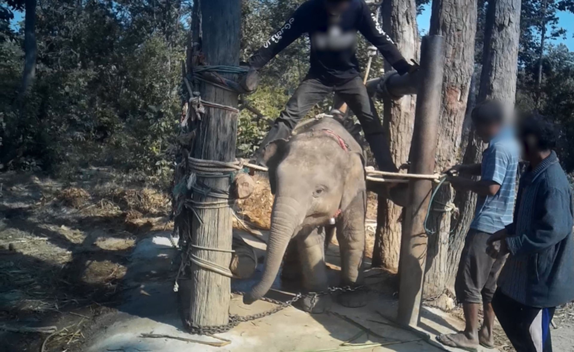 Elefante sendo cruelmente treinado para carregar turistas na Índia