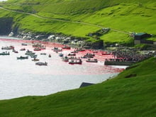Grind - Faroe Islands