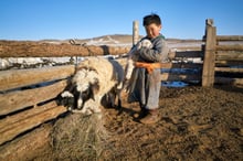 Veja fotos: ajudamos 160 mil animais ameaçados por “dzud” na Mongólia