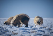 Milhares de animais estão morrendo em dzud na Mongólia 