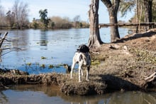 Ajudamos mais de 23.000 animais após inundações na Argentina