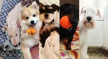 Conheça os 5 cães vencedores do #10DogDays