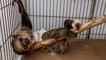 Um filhote de bicho-preguiça, dentro de uma gaiola no Cetas, após ser resgatado das queimadas. O animal está apoiado em um galho e apresetando curativos por conta dos machucados.