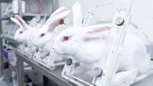 Três coelhos brancos de olhos vermelhos dentro de caixas, apenas com a cabeça para fora, em um laboratório que faz teste em animais.