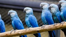 Ararinhas-azuis em um recinto especialmente construído no Zoológico de São Paulo