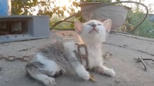 Gato de cores branca e cinza, filhote, está envolto em uma corrente.