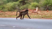 macaco atravessando estrada