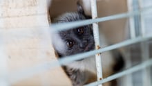 um macaquinho olhando por trás de uma gaiola