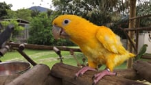 Pássaro amarelo em um viveiro com outros pássaros atrás.
