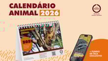 imagem laranja com o calendário e o fundo de tela que compõem o kit Calendário Animal 2026