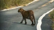 imagem de uma onça atravessando uma rodovida