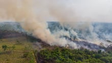 Desmatamento da Amazônia pela pecuária industrial - impacto nos sistemas alimentares