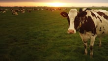Vaca em pasto - sistemas alimentares éticos e sustentáveis no Brasil
