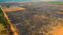 queimadas na amazonia: imagem de uma área de vegetação nativa da floresta amazônica consumida pelo fogo