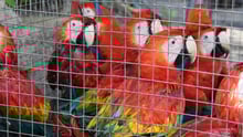 tráfico de animais silvestres: imagem de várias araras presas em uma gaiola