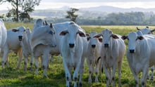 Imagem de vários bois brancos em direção á câmera