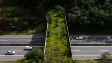 uma ponte cheia de arvores passa em cima de uma estrada. Trata-se de uma passagem de fauna.