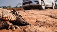 Atropelamento de animais: Câmara aprova o PL 466/2015 de Passagem de Fauna
