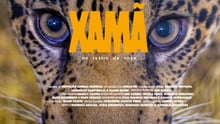 xamã no rastro da onça: imagem do xamã onça pintada com texto sobre o lançamento do documentário