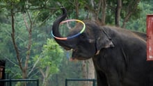 imagem de um elefante com uma argola de circo na tromba