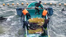 Seis homens estão dentro de um barco. Eles têm redes e outros equipamentos dentro do barco que são usados para caçar golfinhos em Taiji, no Japão. A imagem mostra 2 golfinhos ao lado do barco tentando escapar da caça.