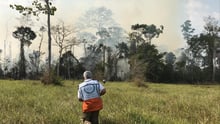 Um parceiro da Proteção Animal Mundial está caminhando em direção a uma área incendiada. Ele veste um colete da Proteção Animal Mundial, em branco e laranja. Ao fundo, a floresta em em chamas, com fumaça saindo para cima.