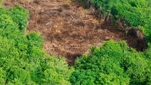 Imagem de floresta desmatada
