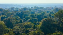 dia internacional das florestas: imagem ampla da floresta amazônica,  mostrando quantidade de árvores próximas ao céu
