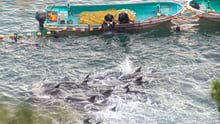 Imagem de pescadores em um barco no meio do mar caçando golfinhos em Taiji