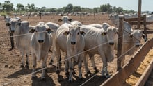 vários gados atrás de uma cerca de arame farpado
