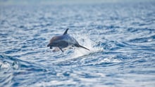 Um golfinho pulando em alto mar.