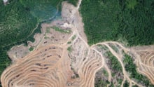 Imagem de floresta com grande área desmatada