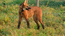 Animais em extinção: imagem de um logo-guará sozinho em meio a vegetação da floresta