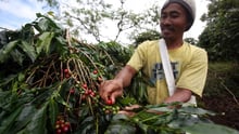 imagem de um agricultor rural colhendo café na plantação