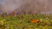 planaveg: imagem de uma área de vegetação nativa em chamas e um animal em meio ao incêndio