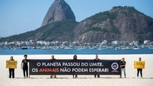 Em uma ação não violenta, ativistas seguram banners na Enseada de Botafogo. Ao lado esquerdo, uma mulher segura um banner amarelo com a frase: O agro destrói, os animais desaparecem. Ao meio, 5 pessoas seguram um banner maior, de 7 metros, preto, com a frase: O planeta passou do limite. Os animais não podem esperar. Do lado direito, outra mulher segura um banner menor, amarelo, com a frase: O agro devasta, o povo paga. Todas as pessoas estão na areia da praia, tendo como fundo o pão de açúcar.