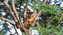 imagem de um macaco com filhote em cima de uma árvore