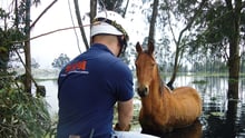 Horse rescue