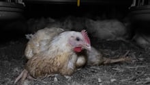 Chicken farm, Victoria, Australia
